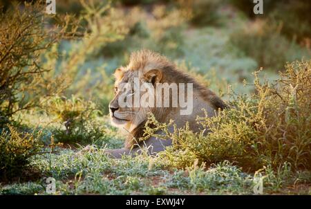 Löwe, Kgalagadi Transfrontier Park, Kalahari, Südafrika, Botswana Stockfoto