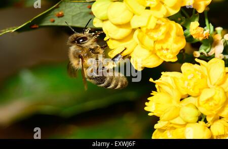 Honigbiene, Apis Mellifera, Nahrungssuche Nektar Stockfoto