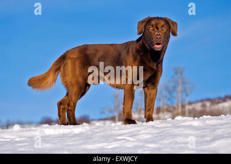 Verspielte Labrador Retriever stehend im Schnee auf Wiese Stockfoto