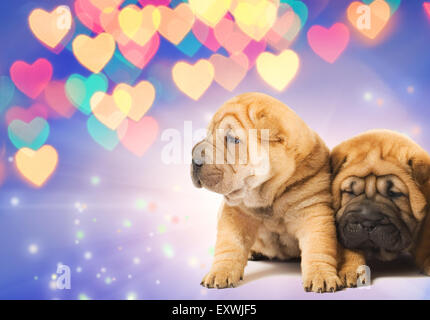 Zwei Shar-pei Welpen in Liebe Stockfoto