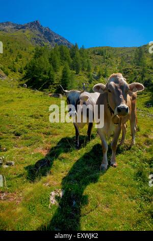 Kühe auf der Alm, Kaunertal, Tirol, Österreich Stockfoto