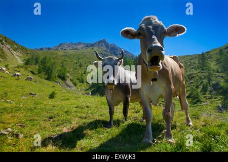 Kühe auf der Alm, Kaunertal, Tirol, Österreich Stockfoto