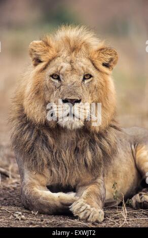 Porträt eines männlichen Löwen liegen, Tarangire Nationalpark, Tansania Stockfoto