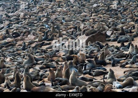 Braune Robbenkolonie am Cape Cross, Namibia Stockfoto