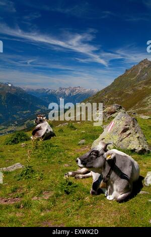 Kühe auf der Alm, Kaunertal, Tirol, Österreich Stockfoto