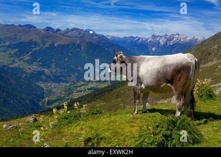 Kuh auf der Alm, Kaunertal, Tirol, Österreich Stockfoto