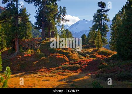 Arvenwald in Obergurgl, Tirol, Österreich Stockfoto