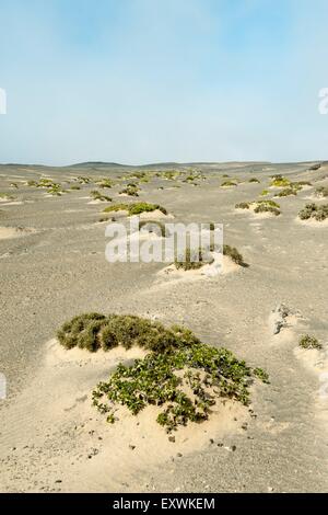 Sanddünen mit spärlicher Vegetation, Skeleton Coast Nationalpark, Namibia Stockfoto