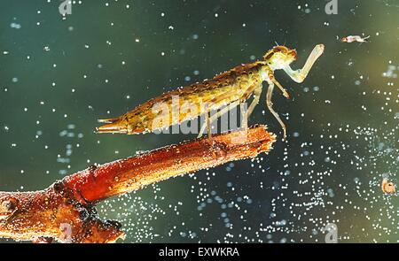 Libelle Larve Jagd Midge Larve Stockfoto