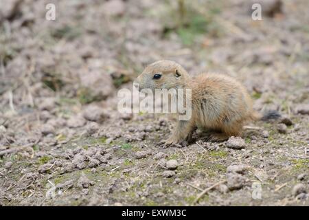 Black-tailed Prairie Dog youngster Stockfoto