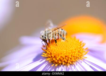 Honigbiene auf einer europäischen Bergaster Blüte Stockfoto