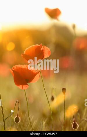 Klatschmohn in einem Feld Stockfoto