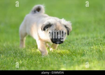 Tuckern (Chihuahua und Mops-Mix)-Hund-Welpe auf einer Wiese Stockfoto