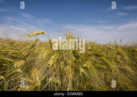 Reifende Gerste auf Feld Stockfoto