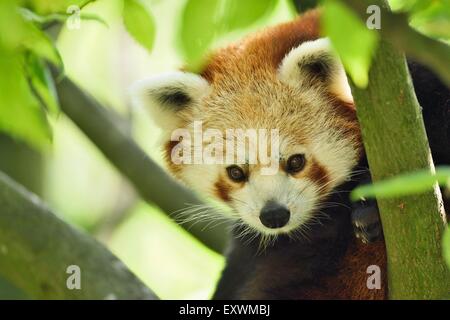 Roter Panda auf einem Ast Stockfoto