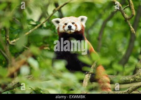 Roter Panda auf einem Ast Stockfoto