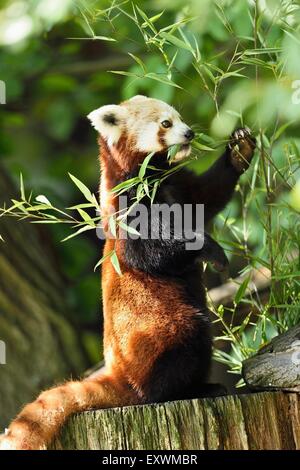 Roter Panda auf einem Baumstumpf Stockfoto