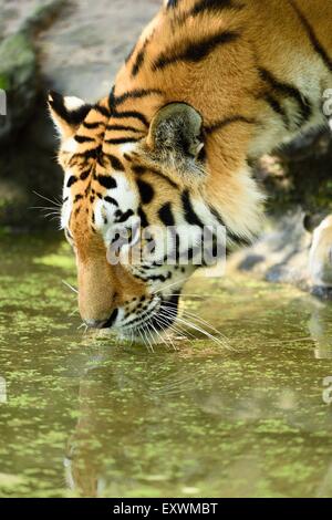 Sibirische Tiger Trinkwasser, close-up Stockfoto