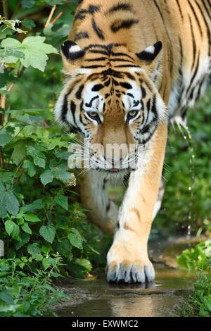 Sibirische Tiger zu Fuß Stockfoto