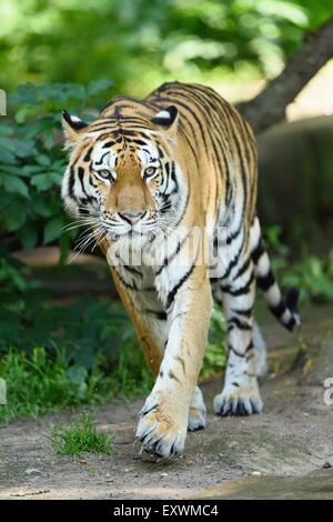 Sibirische Tiger zu Fuß Stockfoto