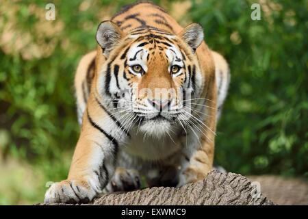 Sibirische Tiger Jagd Stockfoto