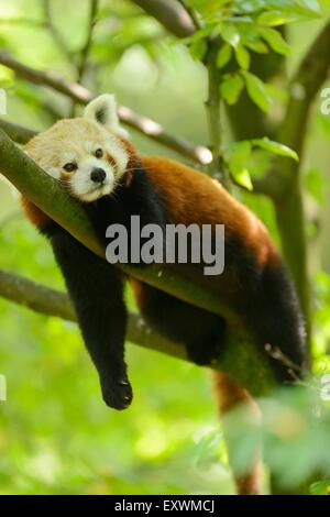 Roter Panda liegend auf einem Ast Stockfoto