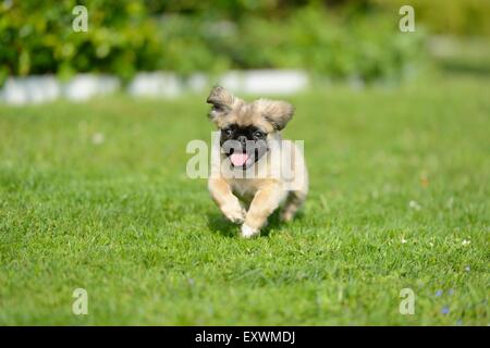 Tuckern (Chihuahua und Mops-Mix)-Hund-Welpe auf einer Wiese Stockfoto