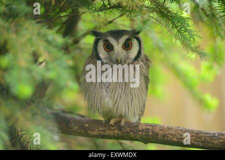 Nördlichen White-faced Eule auf einem Ast Stockfoto