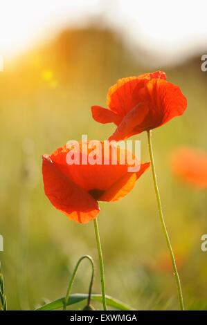 Klatschmohn in einem Feld Stockfoto