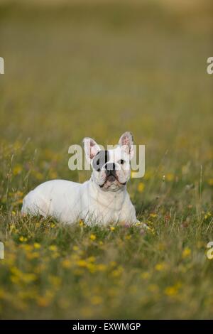Sieben Monate alte französische Bulldogge liegend auf einer Wiese Stockfoto