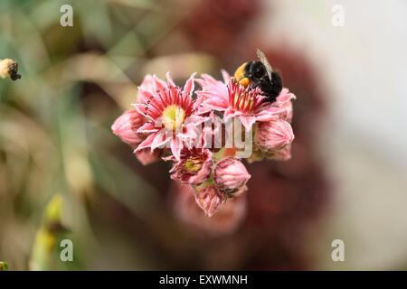 Buff-tailed Hummel auf einer Hauswurz Blüte Stockfoto