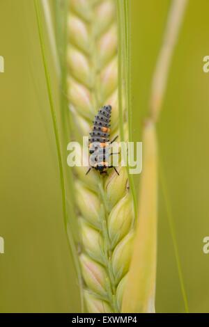 Seven-Spot Ladybird Grub auf Gerste Stockfoto