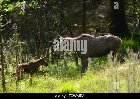Elch-Mutter mit Kind im Bayerischen Wald, Deutschland Stockfoto