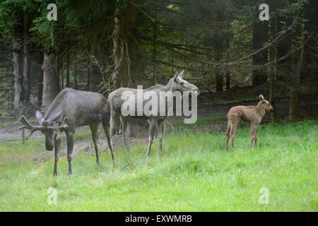 Elch-Familie im Bayerischen Wald, Deutschland Stockfoto