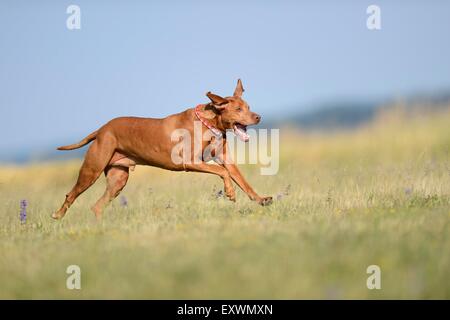 Magyar Vizsla, die auf einer Wiese Stockfoto