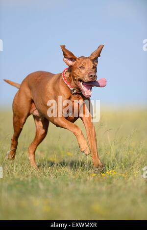 Magyar Vizsla, die auf einer Wiese Stockfoto