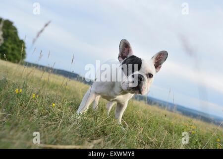 Sieben Monate alte französische Bulldogge auf einer Wiese Stockfoto