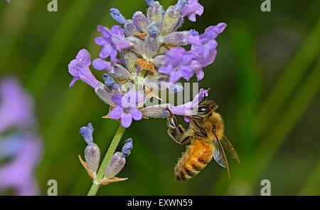 Wilde Bienen sammeln Nektar Stockfoto