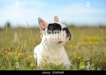 Sieben Monate alte französische Bulldogge liegend auf einer Wiese Stockfoto