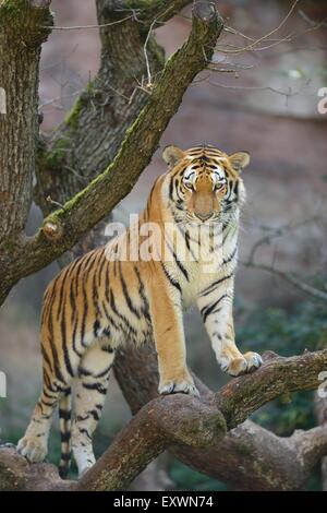 Sibirischer Tiger in einem Baum, Bayern, Deutschland Stockfoto