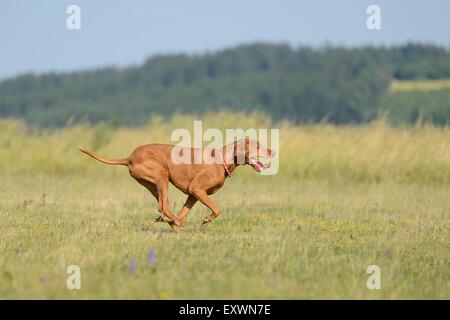 Magyar Vizsla, die auf einer Wiese Stockfoto