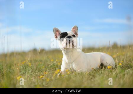 Sieben Monate alte französische Bulldogge liegend auf einer Wiese Stockfoto