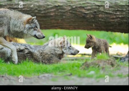 Ihre Familie Gray wolf Stockfoto