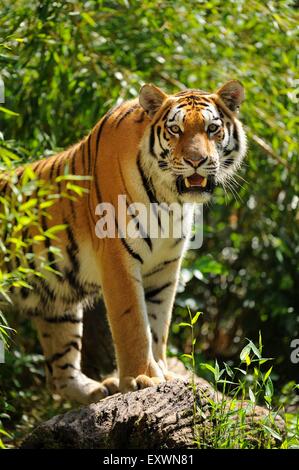 Sibirische Tiger, Bayern, Deutschland Stockfoto