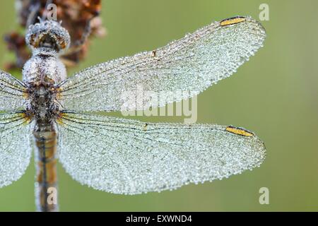 Gemeinsamen Darter weibliche mit Wasser Tropfen Stockfoto