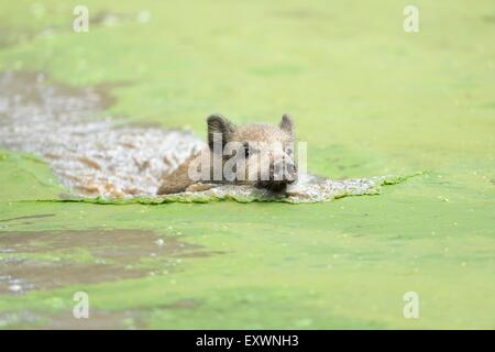 Wildschwein in einem See Stockfoto