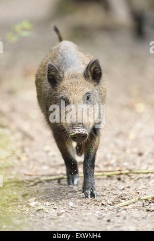 Wildschweine im Wald Stockfoto