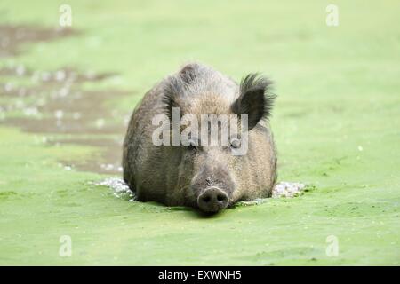 Wildschwein in einem See Stockfoto