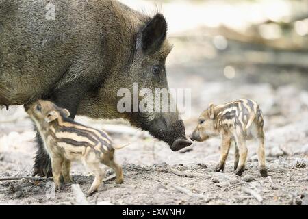 Wildschwein-Rookies mit ihrer Mutter in einem Wald Stockfoto