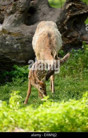 Sika Reh Rehkitz mit Mutter Stockfoto